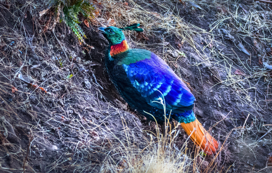 Himalayan Monal Bird watching